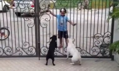 Dogs reaction to kid's Bhangra moves has Internet laughing hard. Viral video