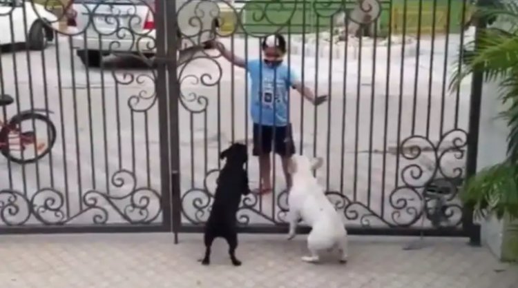 Dogs reaction to kid's Bhangra moves has Internet laughing hard. Viral video