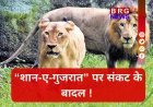 गुजरात विधानसभा में बड़ा खुलासा, पिछले 25 महीनों में 314 शेरों की मौत !
