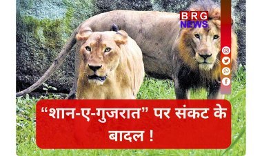 गुजरात विधानसभा में बड़ा खुलासा, पिछले 25 महीनों में 314 शेरों की मौत !