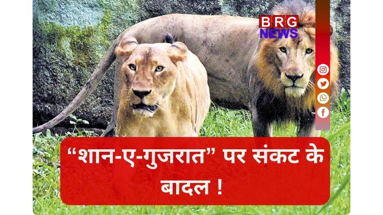 गुजरात विधानसभा में बड़ा खुलासा, पिछले 25 महीनों में 314 शेरों की मौत !