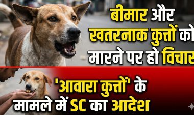 'बीमार और खतरनाक कुत्तों को मारने पर हो विचार', आवारा कुत्तों के मामले में SC का आदेश