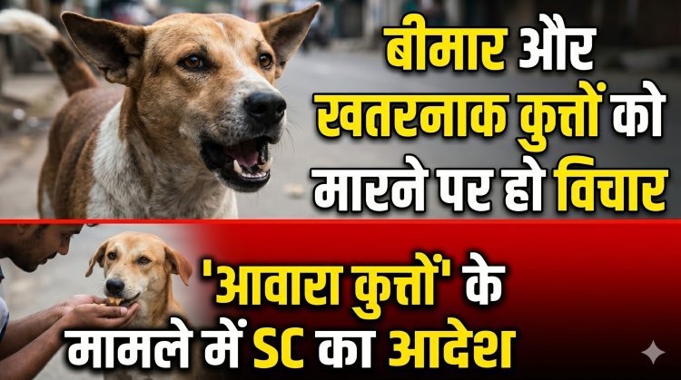 'बीमार और खतरनाक कुत्तों को मारने पर हो विचार', आवारा कुत्तों के मामले में SC का आदेश