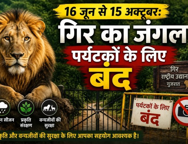 सासन गीर और गिरनार जंगल सफारी अगले 4 महीनों के लिए पूरी तरह बंद !