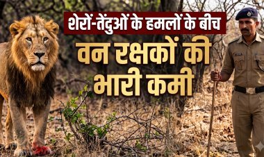 गुजरात: शेरों-तेंदुओं के हमलों के बीच वन रक्षकों की भारी कमी, वन मंत्री को भेजा गया पत्र