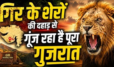सिर्फ 12 से 891 तक ... जानिए एशियाई शेरों के संरक्षण की सबसे बड़ी 'सक्सेस स्टोरी'  !
